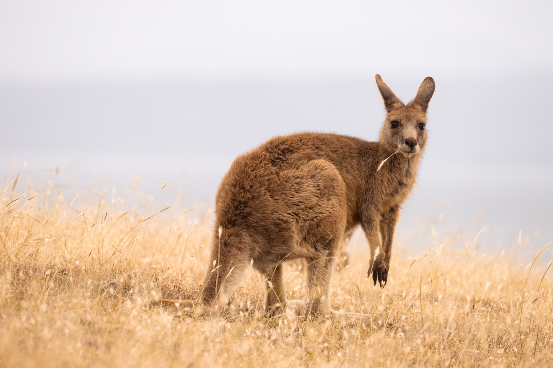 澳大利亚 第 4 张照片