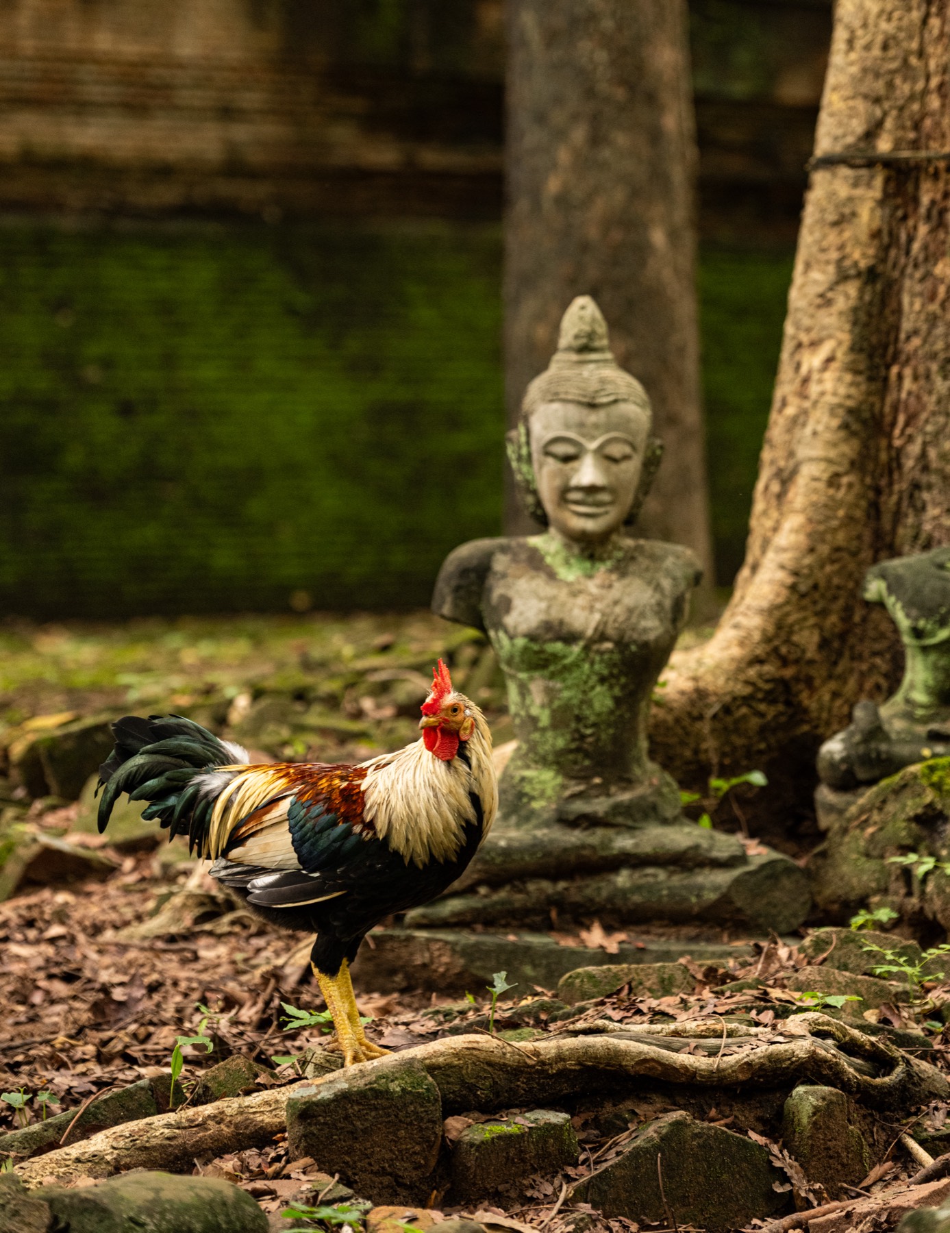 清迈 第 2 张照片
