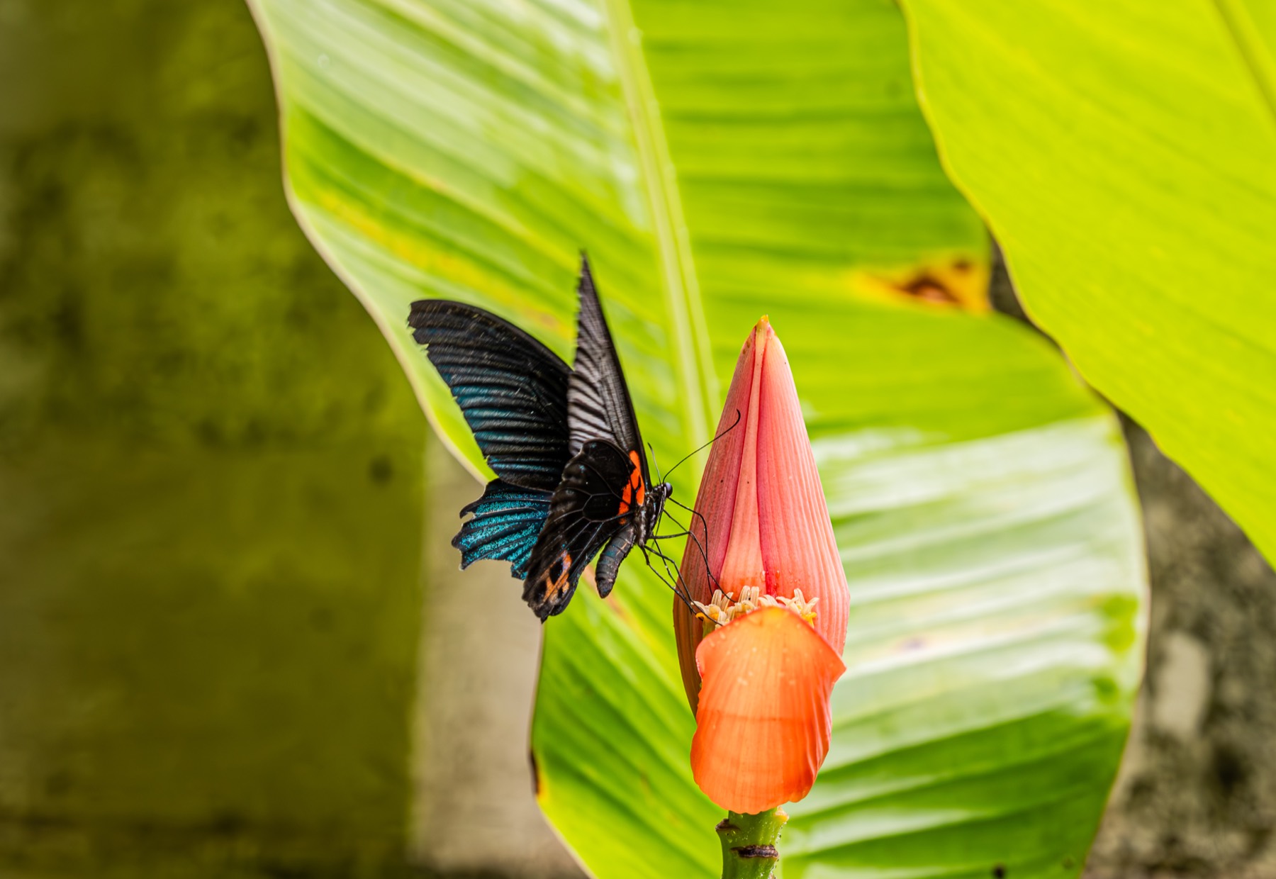 清迈 第 5 张照片